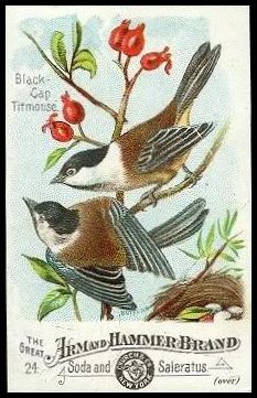 J1 24 Black Cap Titmouse.jpg